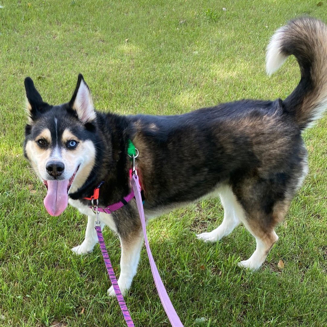 Sally O'Malley, an adoptable Husky in Fargo, ND, 58103 | Photo Image 3