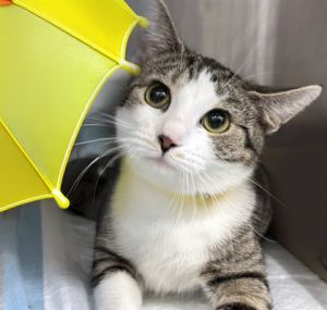 Antigua, Adult Female Domestic Short Hair