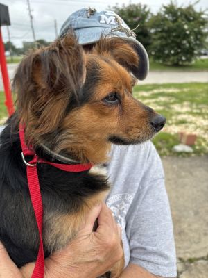 Izzy Marie Yorkshire Terrier Dog