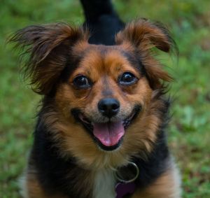 Meet Izzy Marie -our irresistibly bouncy and bright-eyed 3-year-old YorkiePapillon mix  At about 1