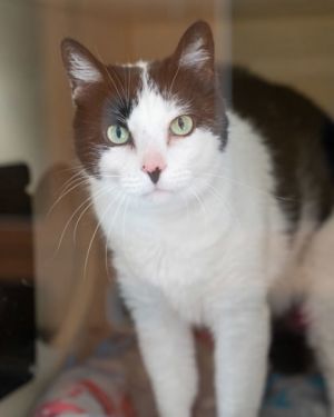 Oreo, Senior Male Domestic Short Hair