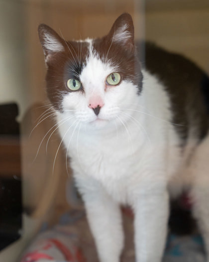 Oreo, an adoptable Domestic Short Hair in Pequot Lakes, MN, 56472 | Photo Image 1