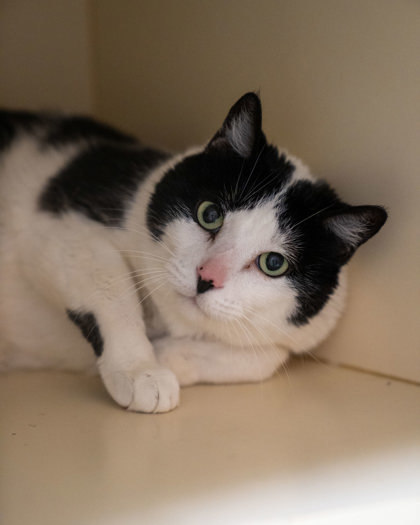 Oreo, an adoptable Domestic Short Hair in Pequot Lakes, MN, 56472 | Photo Image 2