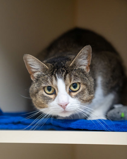 Rosie, an adoptable Domestic Short Hair in Pequot Lakes, MN, 56472 | Photo Image 1