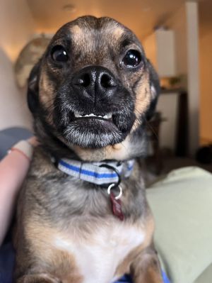 Dobby Pug Dog