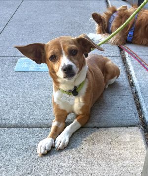 Ivy Chihuahua Dog