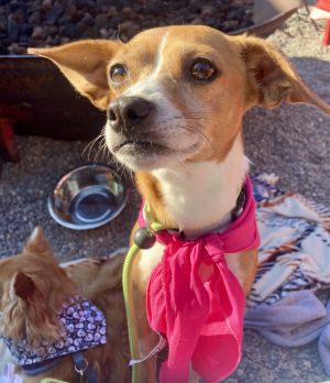 Ivy Chihuahua Dog