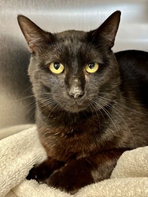 Clearance Rack, Adult Male Domestic Short Hair