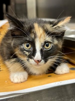 Twix, Baby Female Domestic Short Hair