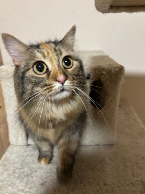 Lola Domestic Short Hair Cat