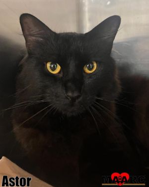 Astor Domestic Short Hair Cat