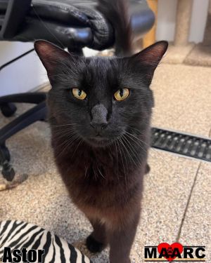 Meet Astor - The Midnight Prince With his luxurious long black fur and glowing golden eyes Astor lo