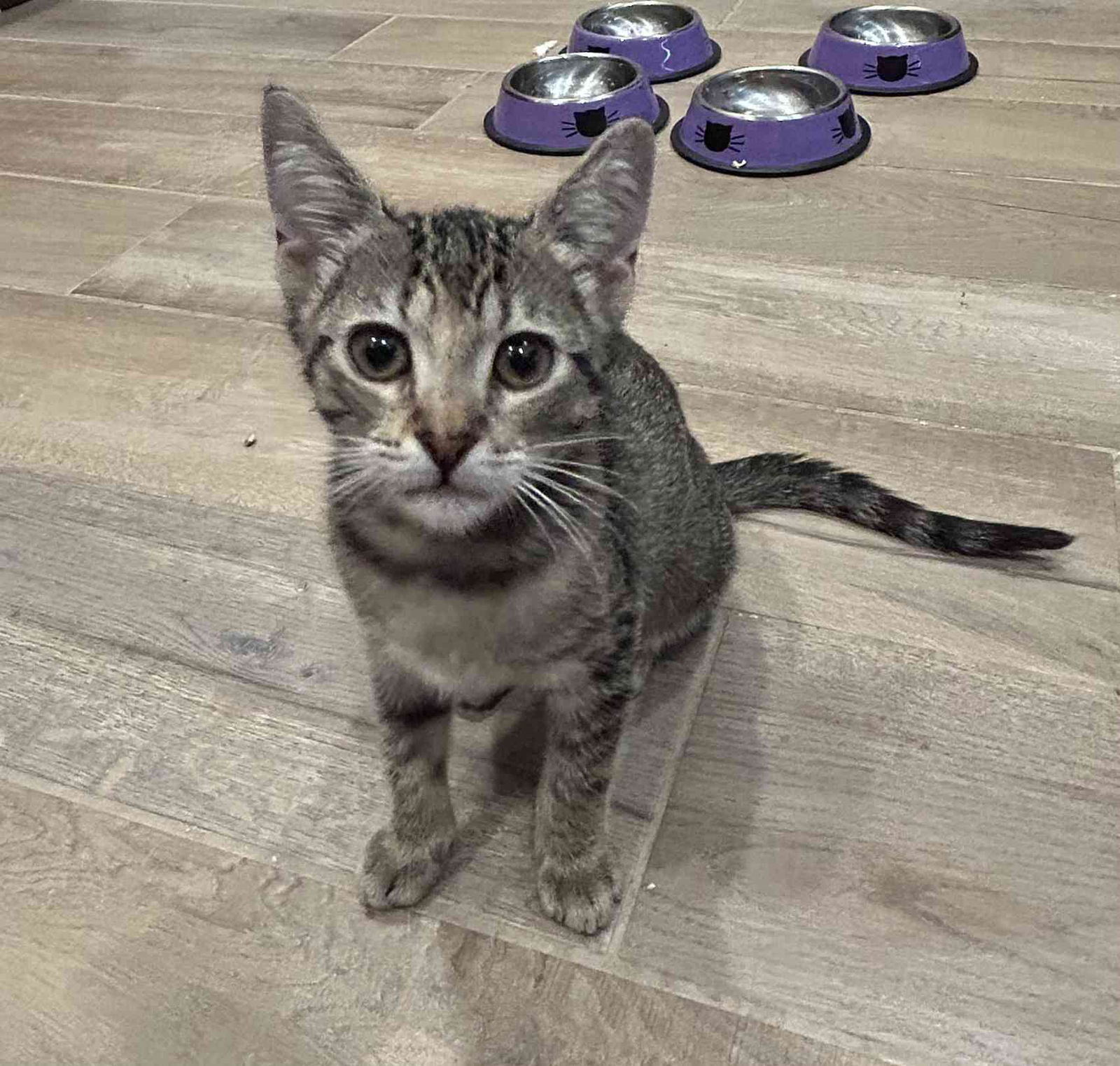 PENNY