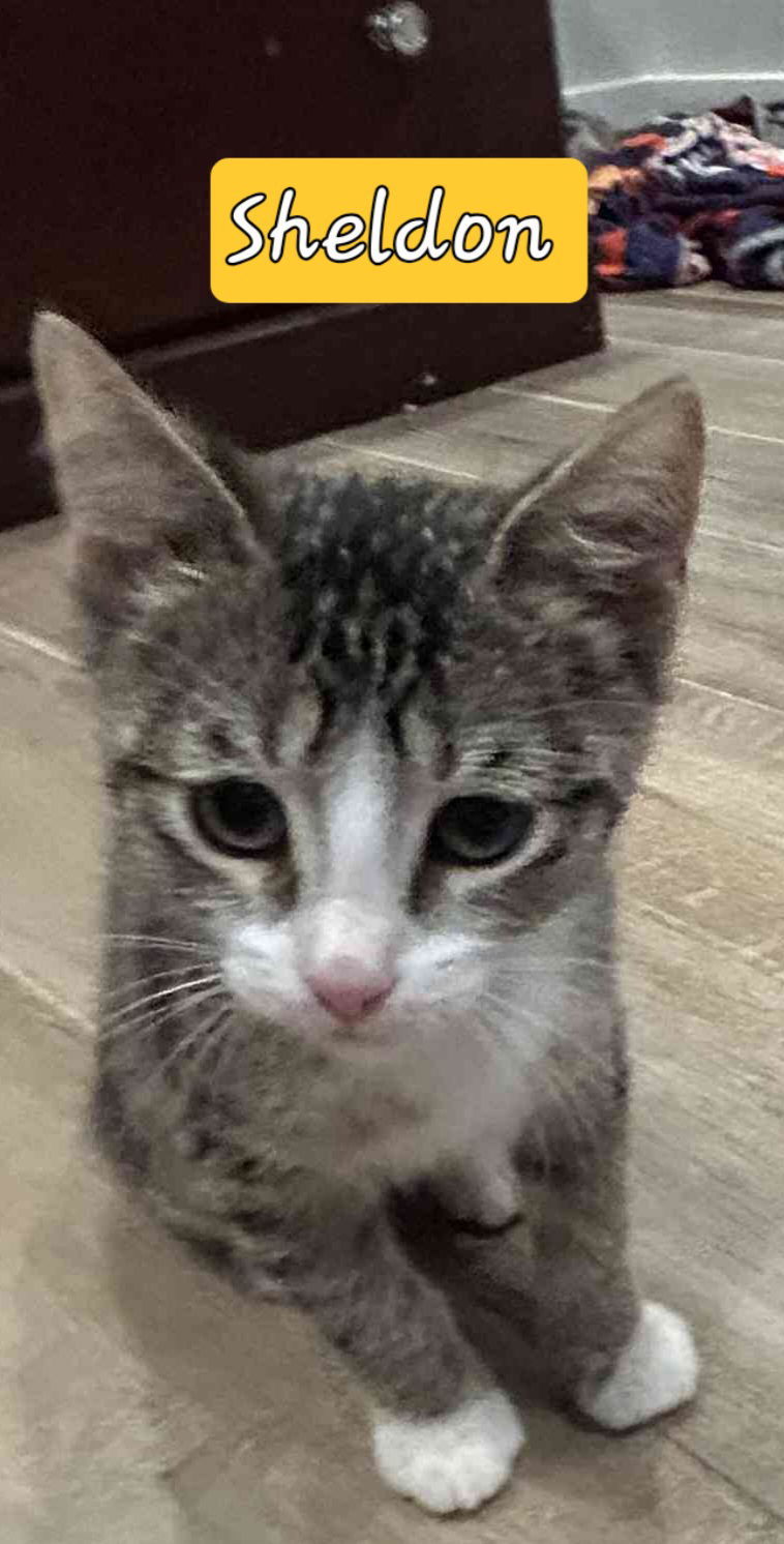 SHELDON