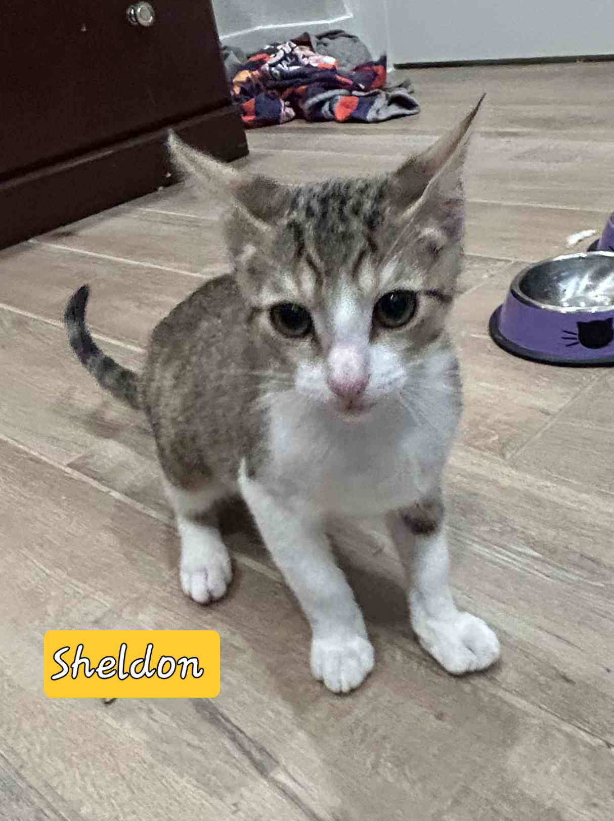 SHELDON