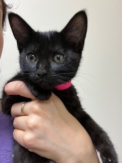 Electronica, Baby Female Domestic Short Hair