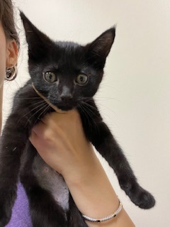 Techno, Baby Female Domestic Short Hair