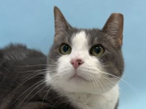 Sprinkles, Adult Female unknown
