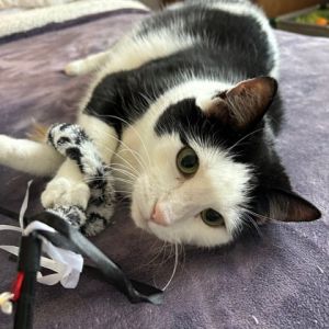 Moo, Senior Male Domestic Short Hair