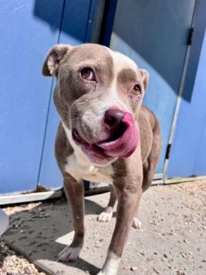 Talia Pit Bull Terrier Dog