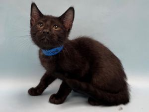 Toothless, Baby Male Domestic Short Hair