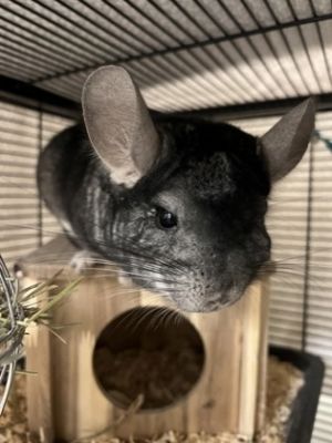 What my friends at Seattle Humane say about me Im low maintenance and super clean--no smelly cages
