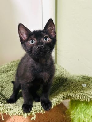 *PALO VERDE, Baby Male Domestic Short Hair