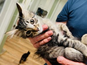 *BUCKEYE, Baby Male Domestic Medium Hair