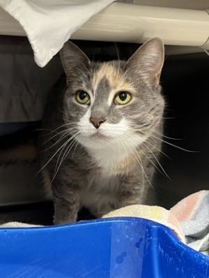 Marcy, Adult Female Domestic Short Hair