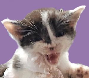 Rascal, Baby Male Domestic Short Hair