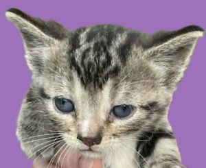 Provolone, Baby Male Domestic Short Hair