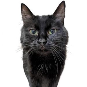 Shadow, Adult Female Domestic Medium Hair