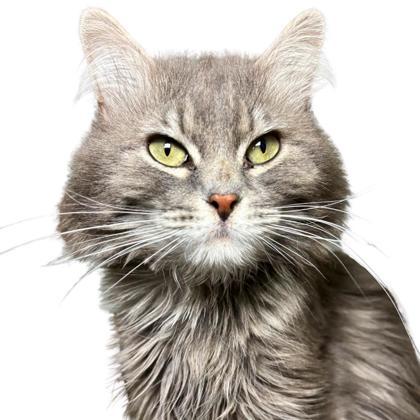 TomTom, an adoptable Domestic Medium Hair, Domestic Short Hair in Reno, NV, 89512 | Photo Image 1