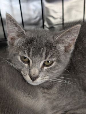 Sparrow, Baby Female Domestic Short Hair
