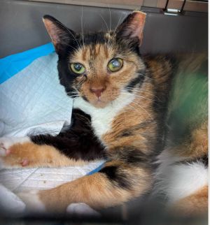 CupCake, Senior Female Domestic Short Hair