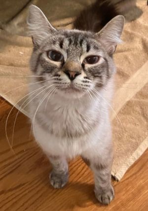 Leilani Domestic Long Hair Cat