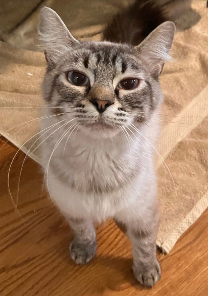 Leilani, an adoptable Domestic Long Hair, Siberian in Palo Alto, CA, 94306 | Photo Image 1