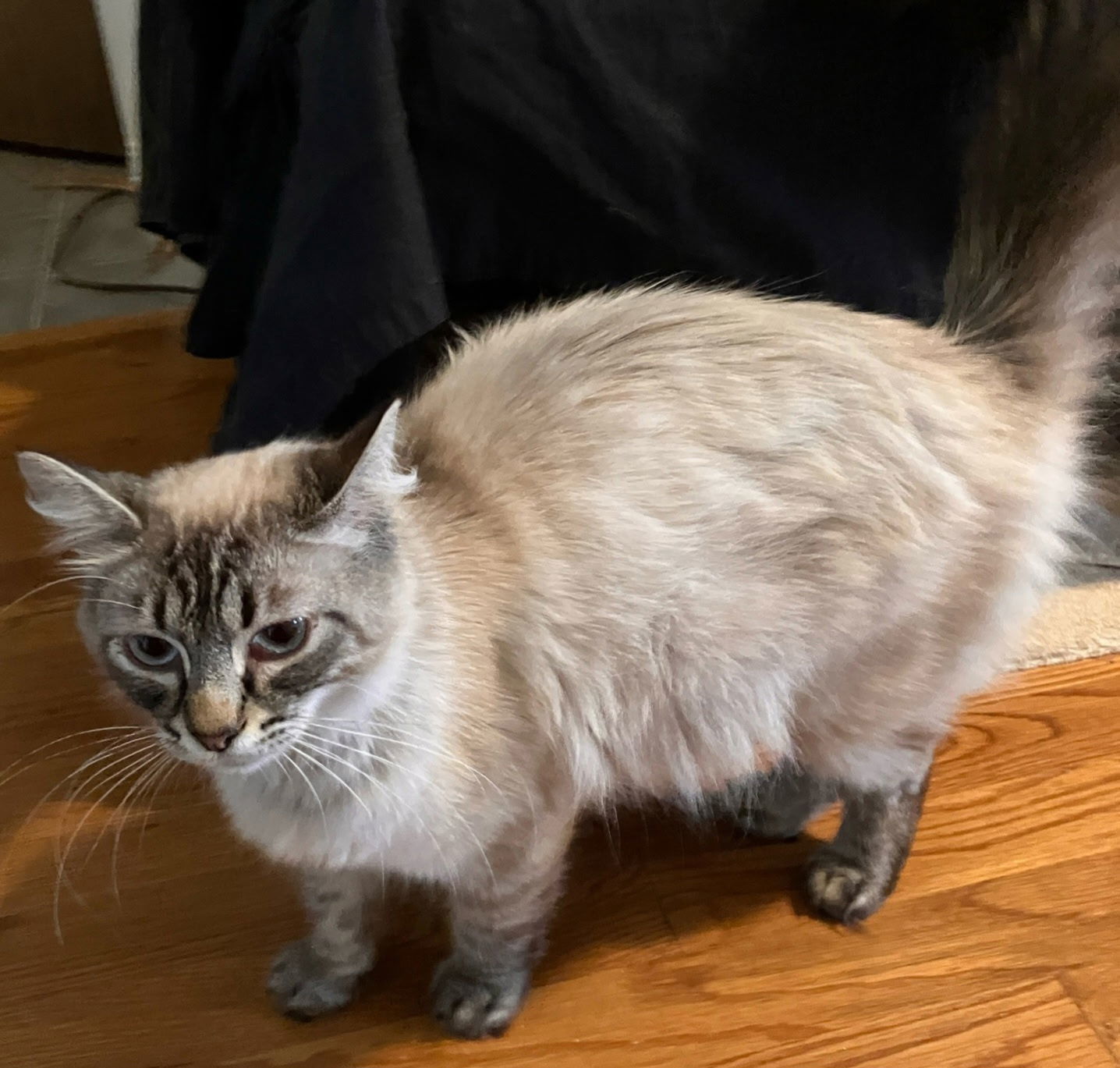 Leilani, an adoptable Domestic Long Hair, Siberian in Palo Alto, CA, 94306 | Photo Image 2