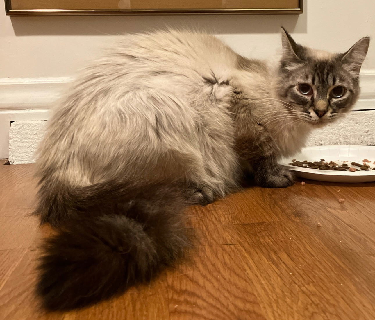 Leilani, an adoptable Domestic Long Hair, Siberian in Palo Alto, CA, 94306 | Photo Image 3