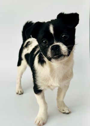 All of our dogs are spayedneutered shots current DHPP Bordetella and Rabies where applicable d