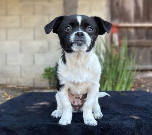 Papaya Pug Dog