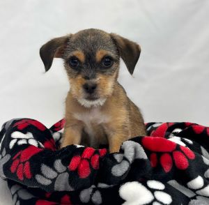 All of our dogs are spayedneutered shots current DHPP Bordetella and Rabies where applicable d