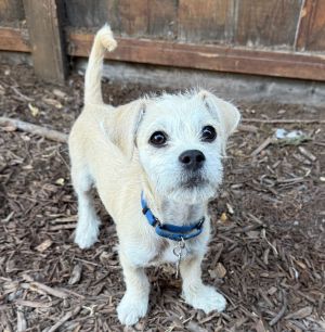 All of our dogs are spayedneutered shots current DHPP Bordetella and Rabies where applicable d
