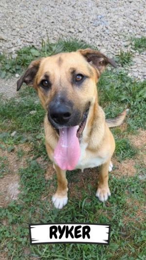 Ryker, Adult Male unknown