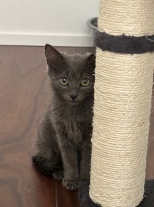 Perry, Baby Male Domestic Medium Hair