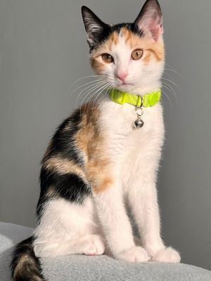 Joni Mitchell, Baby Female Domestic Short Hair