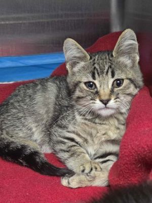 Cali, Baby Female Domestic Short Hair