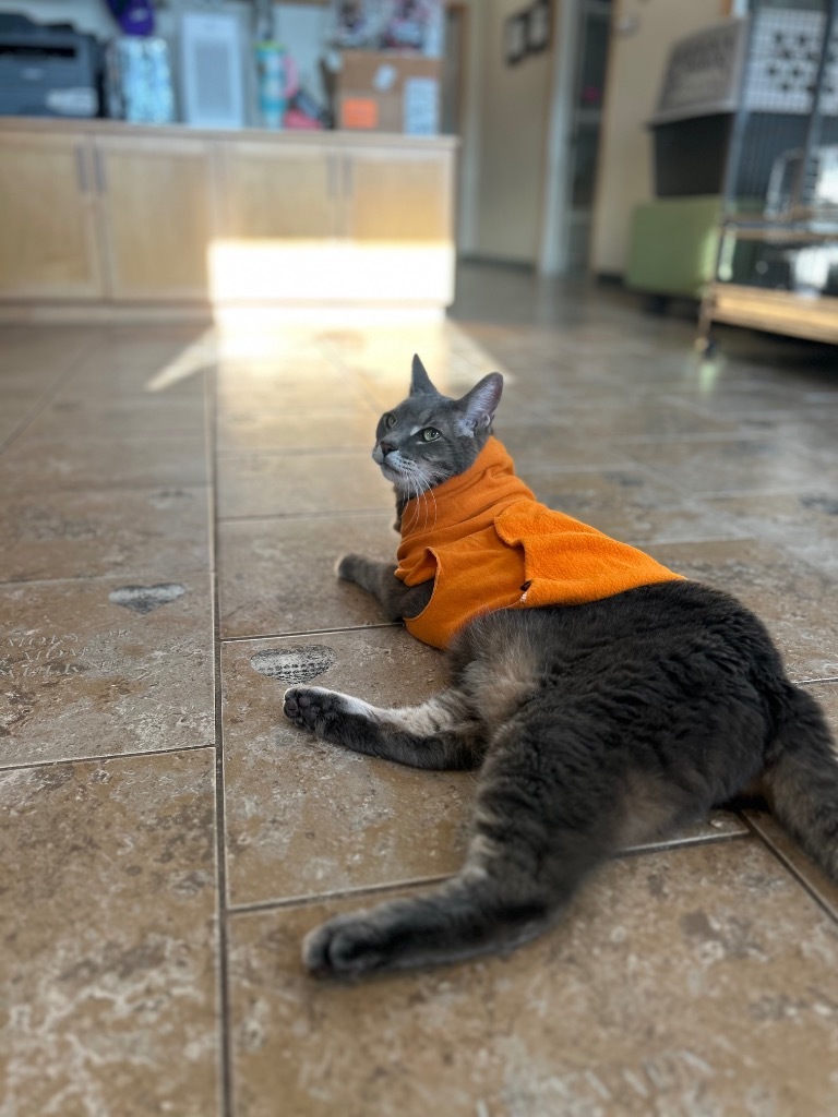 Romeo, an adoptable Domestic Short Hair in Ashland, WI, 54806 | Photo Image 1