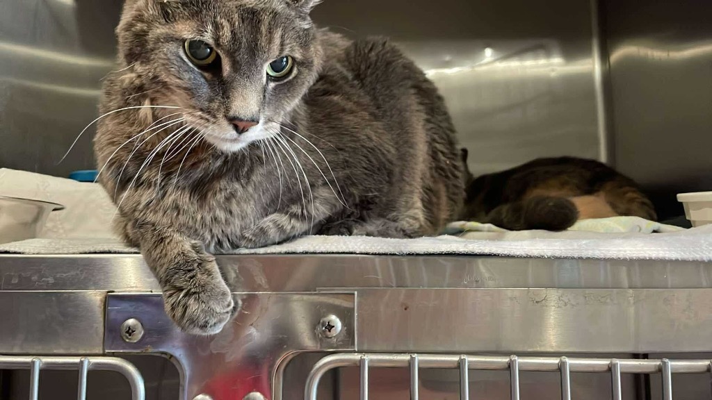 Romeo, an adoptable Domestic Short Hair in Ashland, WI, 54806 | Photo Image 2