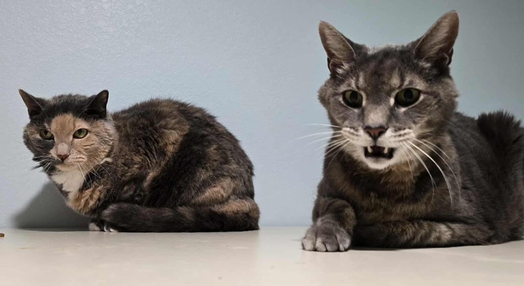 Romeo, an adoptable Domestic Short Hair in Ashland, WI, 54806 | Photo Image 3